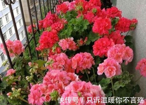 阳台上|4种花很好养,栽土里就活,懒人新手都能养,花开精致小巧