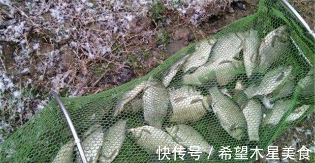 冬钓鲫鱼,饵料满足这5点要求,没有不咬钩的大板鲫!