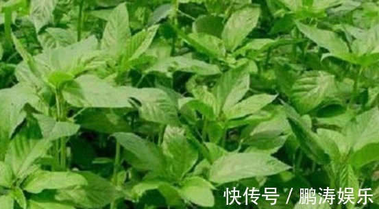 农村|农村这些野菜，家里可以种植，食用价值高，营养很丰富