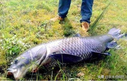 四大家鱼|青鱼是淡水鱼中的上品，为何却有“鬼鱼”“索命鱼”之称？