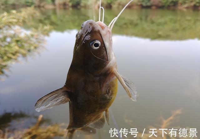 钓友|摘钩时被黄辣丁刺伤，指头被截险丧命，详解正确摘鱼方法