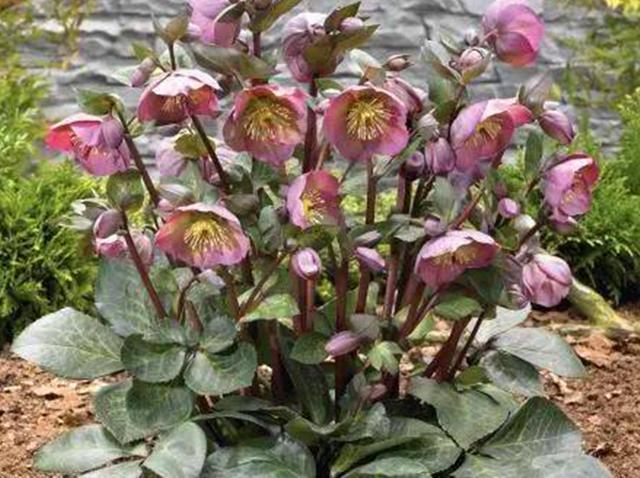 毛莨科|农村这野草叫“铁筷子”,对身体有好处,遇见可以种植在家中