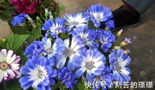 花卉|这种盆栽花卉美丽又高雅,花型简单而又美艳,是易爆盆的盆栽佳品