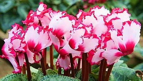 喜欢菊花,不如养盆“盆花之王”仙客来,花繁叶茂,色彩鲜艳