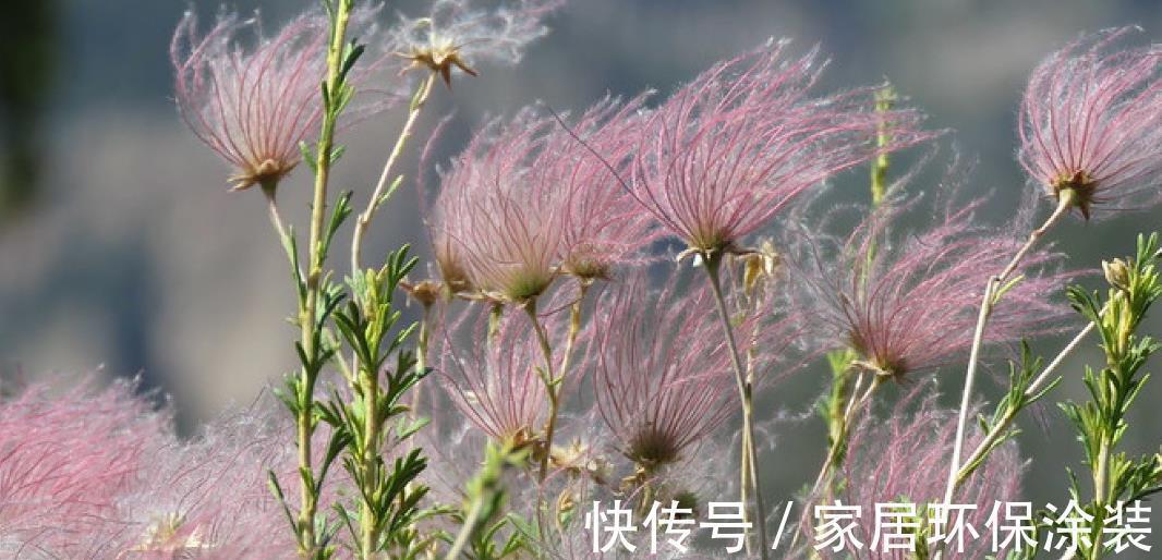 花柱|花朵开得像烟火,国内有钱买不到,它的名字叫做草原烟