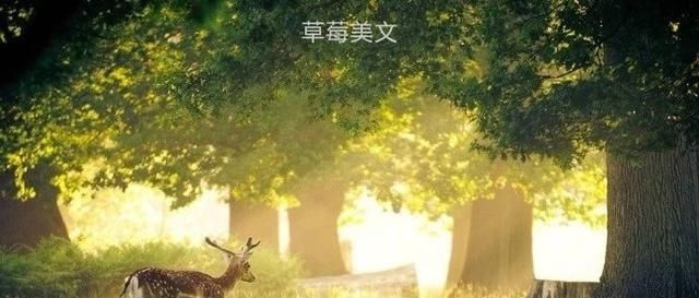 有人|有一种累,叫没人懂一个人好累,好想有人来陪