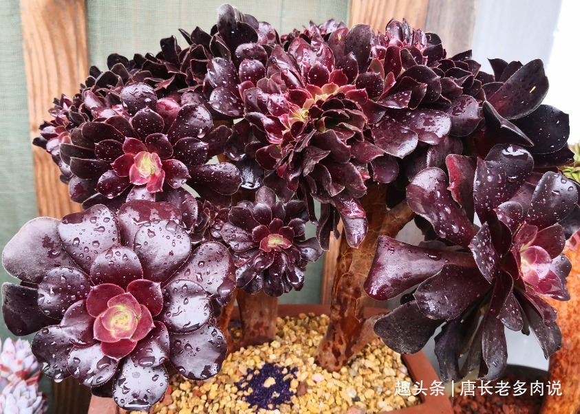 多肉植物|多肉植物法师缀化怎么砍头砍头以后要晾几天才能上盆栽种