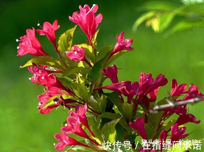 此花繁花似锦,绚烂多姿的花朵有惊心动魄之美,寓意着绚烂与美丽