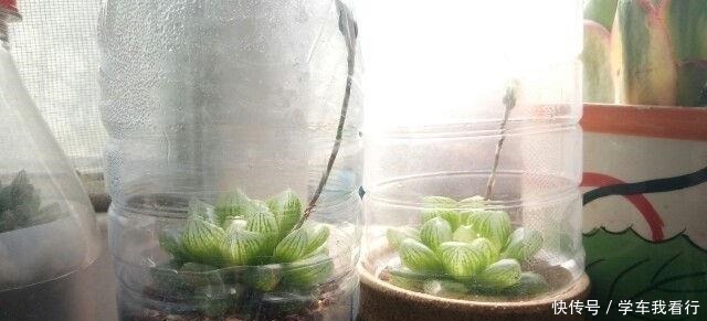 家家都有的塑料瓶,剪几刀变成养多肉“神器”,把玉露养得真水灵!