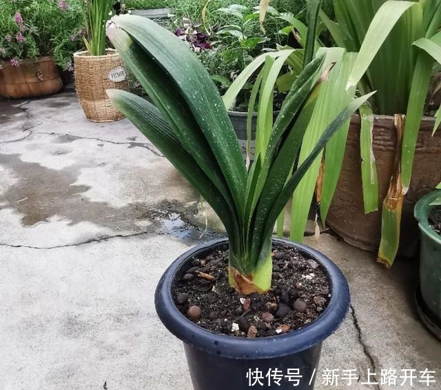 8种花换盆,换好了生一堆,换错立马死!8种花换盆,换好了生一堆,换错立马死!