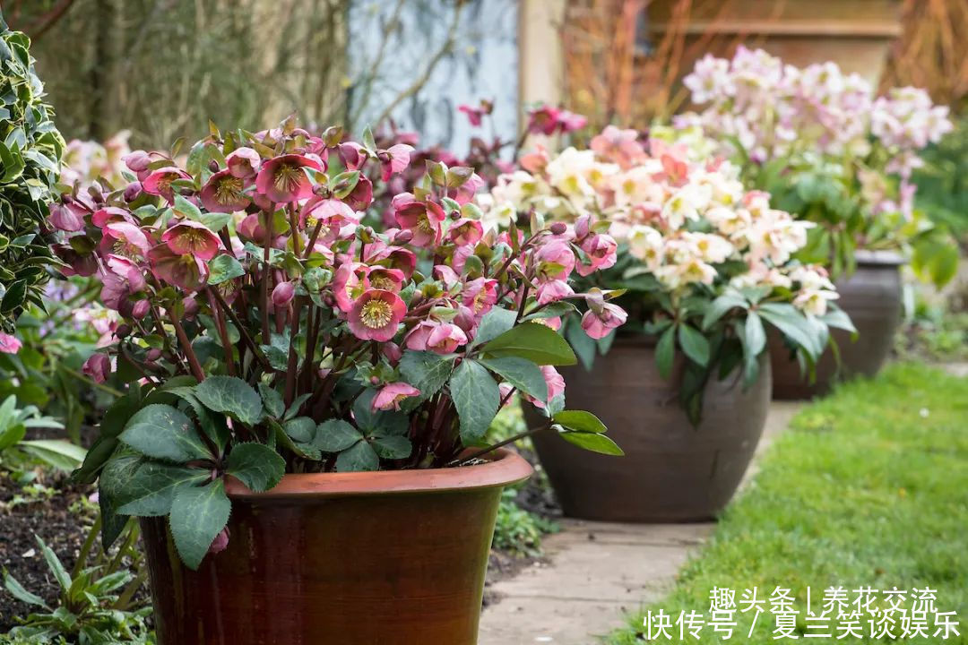 养护|6种特别怕热的花卉,度夏要多注意几点,夏天容易挂,养护要谨慎