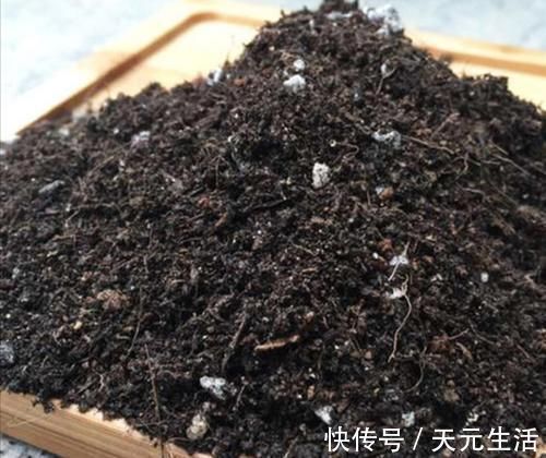 营养土不用花钱买,自己制作的“营养土”,养啥花都旺