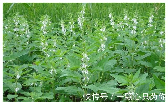 种植|农村8种含钙量高的蔬菜,多种多吃能补钙,营养价值高,记得收藏