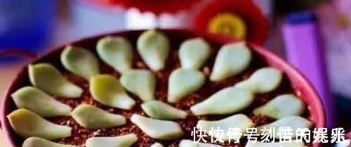 养花爱好者看过来这15种花现在“扦插”,生根快,一个周就长芽