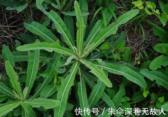 农村|农村被称为野莴苣,用来凉拌口感最佳,殊不知用途多样!