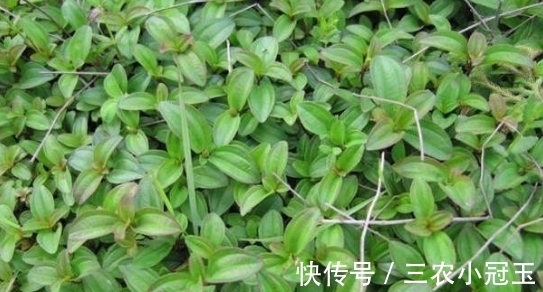遇见|乡下一种植物营养价值丰富如今已经不多见了遇见请珍惜