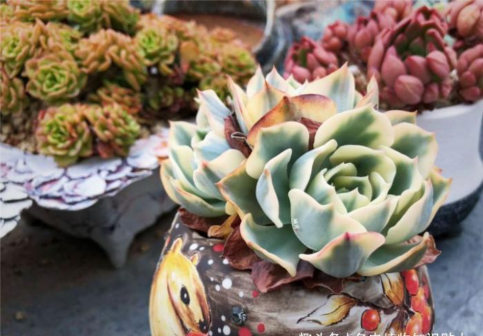 植物|多肉植物为什么会变色?科学家的养肉秘籍,4招教你给多肉上色