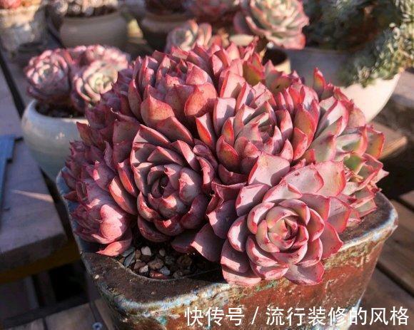 秋天养多肉最省心,直接放在院子里,完全不用管,很快出状态