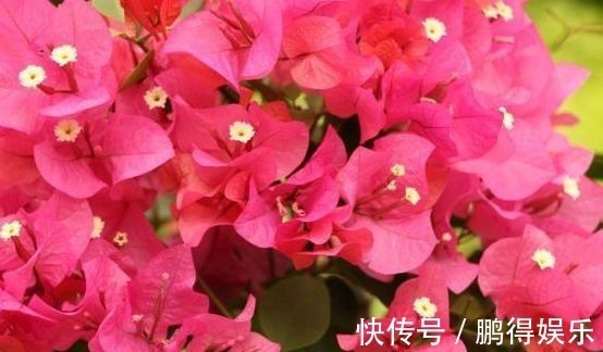 花舍不得剪,活该徒长叶不开花!此3种花这么剪,花开不断还有形