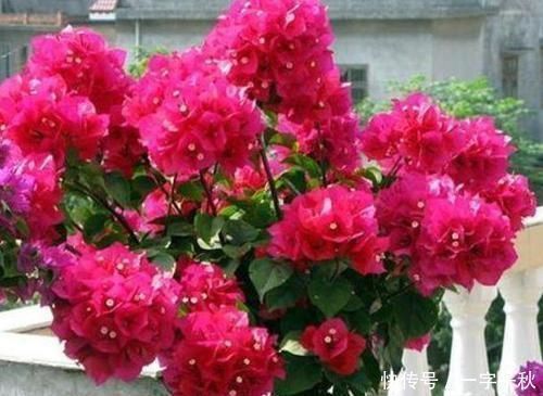 金龟子|开花最香的4种花,家里养一盆,花姿妖娆,四季繁花似锦,美