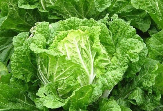 找病|提个醒炒大白菜不可放此物,吃了就是没病找病,早知早好