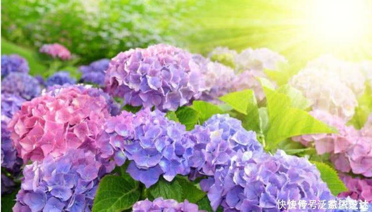 养花就养3种花,家里养一盆,花期长达200天,阳台养出小花园