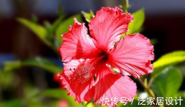 栀子花|春节过后家里阳台养此款花,不怕热耐干旱,美丽不输牡丹