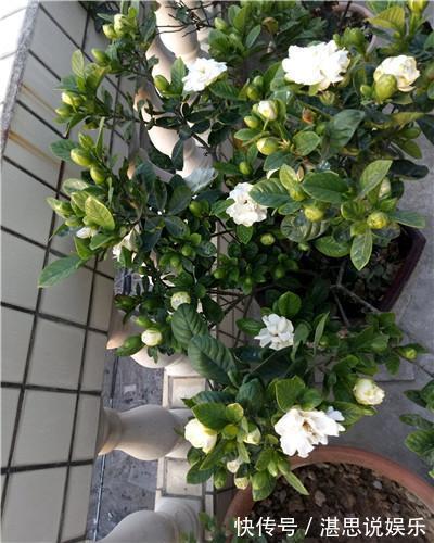栀子花|学会以下几招，栀子花不黄叶不掉蕾，花开满了整个枝头！