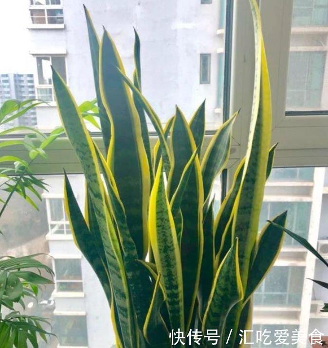 3种花是懒人的最爱,越懒养长得越好,给点阳光就爆盆!