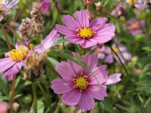 这里的格桑花开满遍地！掏出手机随手一张，美爆朋友圈～