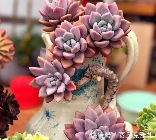 盘点8款胖多肉，颜值高好养护，喜欢多肉一定别错过！