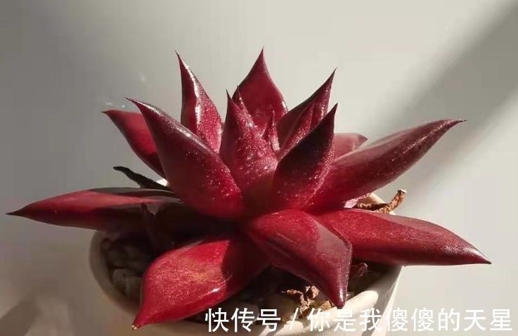 放在楼顶的多肉虽有轻微冻伤,但问题不大,目前依然还在坚持露养