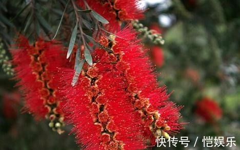 家养“串钱柳”,花开一串串,花色“红如火”,盆盆吊满花