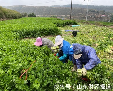 蔬菜|甘肃定西，他在直播间给菜“做媒”