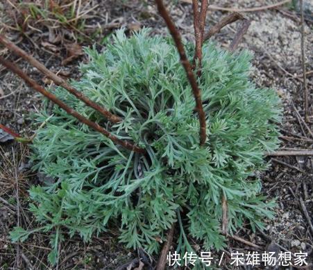 白蒿|日本人眼中的“长寿菜”,我国产量多吃得人却很少,大家吃过吗