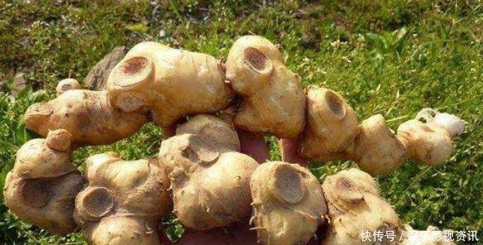 抗衰老|李时珍称它为“气血双补之王”,除风湿,强筋骨,润心肺,抗衰老