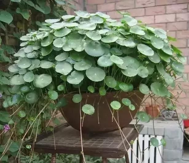 自制|自制花肥太臭了,盆里直接扔几粒“它”,绿萝吊兰能长疯