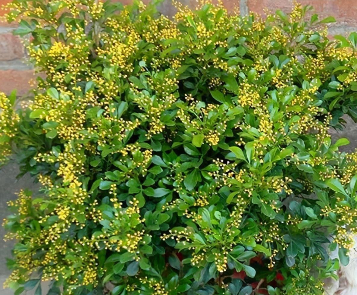 下雨天,这些花快扔出去,淋一淋,呼呼冒新芽,花开一大盆