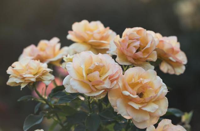 养月季,牢记“4要素”,花苞不停冒,夏季也能开爆盆