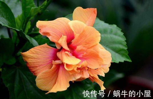 非洲|农历7月11日开始,养花养个耐看的,花色美丽,花苞吊满枝