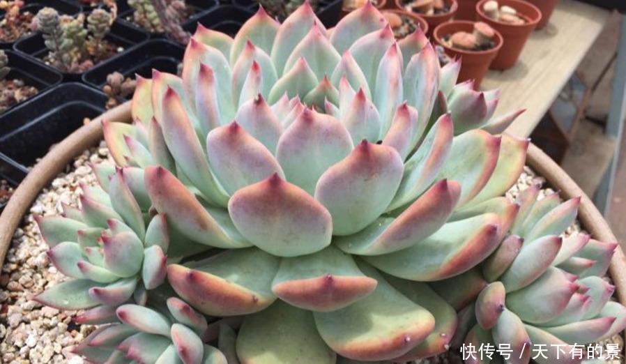 熊童子|夏天养几种“耐热多肉”,不怕酷暑,不用休眠,想养死都难