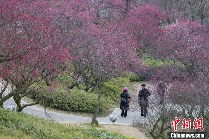 市民|贵阳双龙生态公园梅花绽放吸引市民