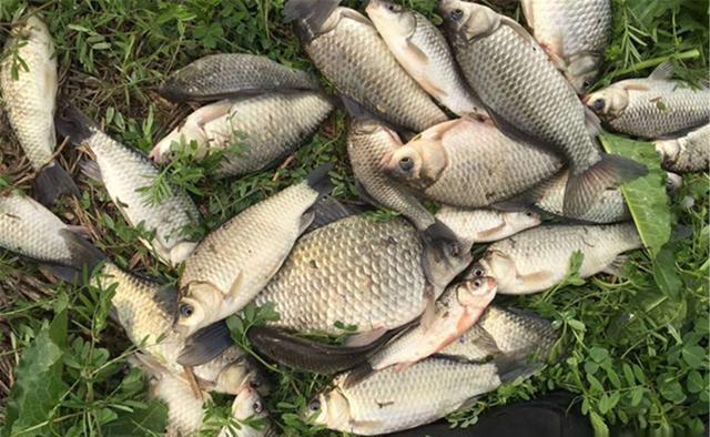 春季钓鲫鱼,钓场先小后大,渔获先大后小,节奏不能乱,有规律