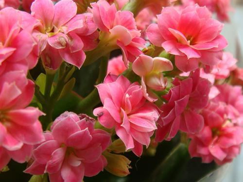 春天养长寿花,给它喂点这种猛肥,开花一团接一团