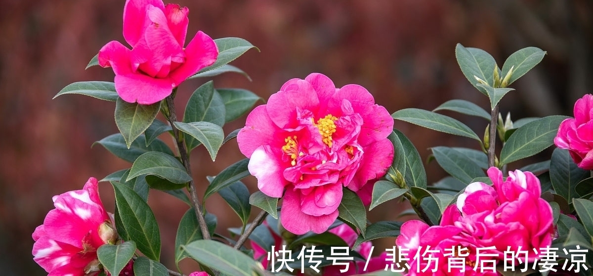 花花期|1种花花期最早，花朵富丽堂皇，经久不落，养在家里寓意好