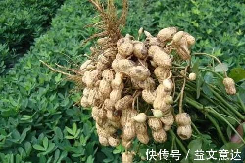 糖尿病|糖尿病患者吃花生会影响血糖吗不管好坏,2种花生吃法不推荐