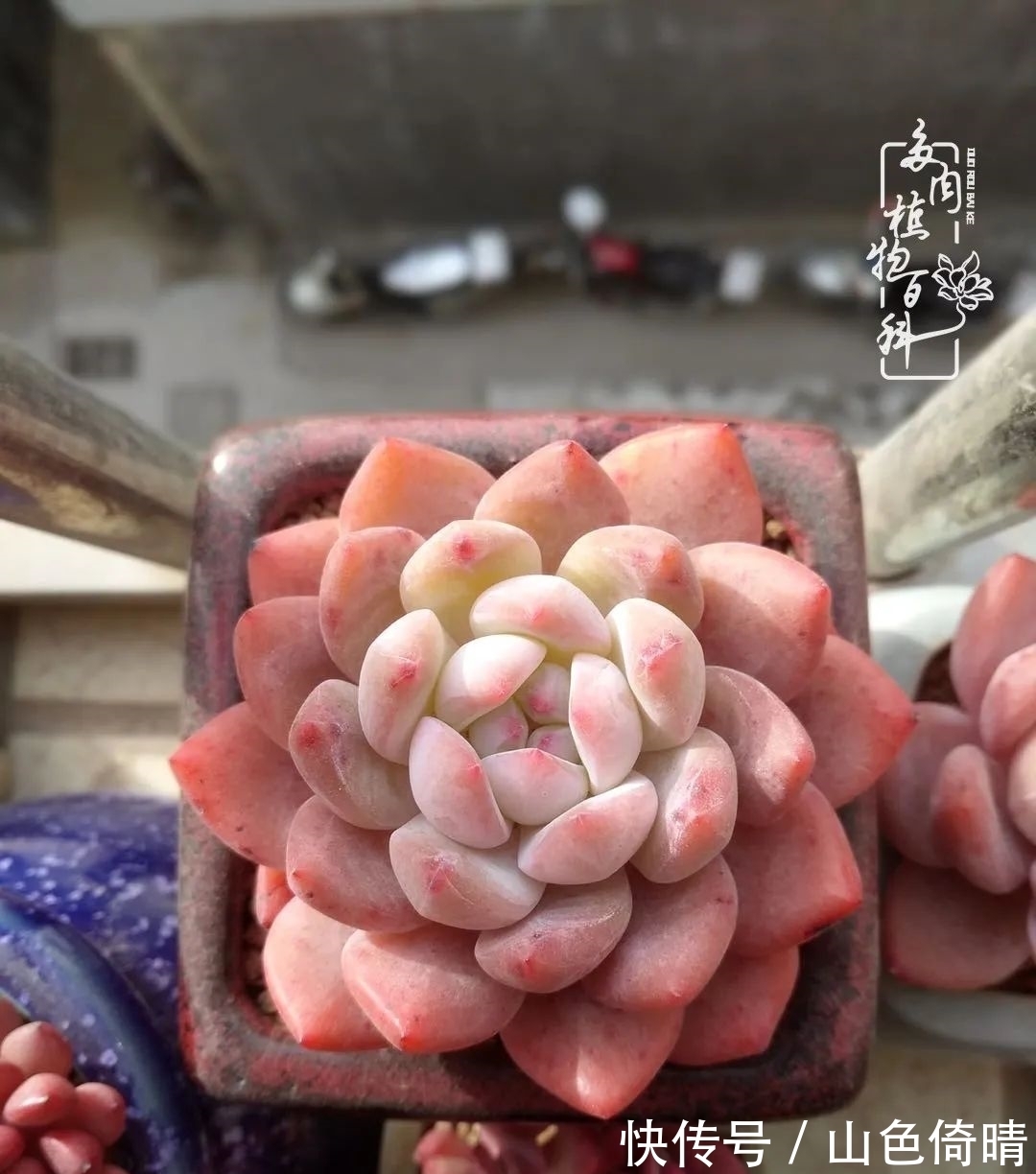 我与多肉植物百科的398天离别又重逢！