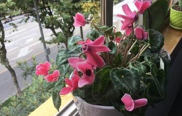 盆栽风信子、仙客来，高温天需挪挪地方，因为它们要休眠了