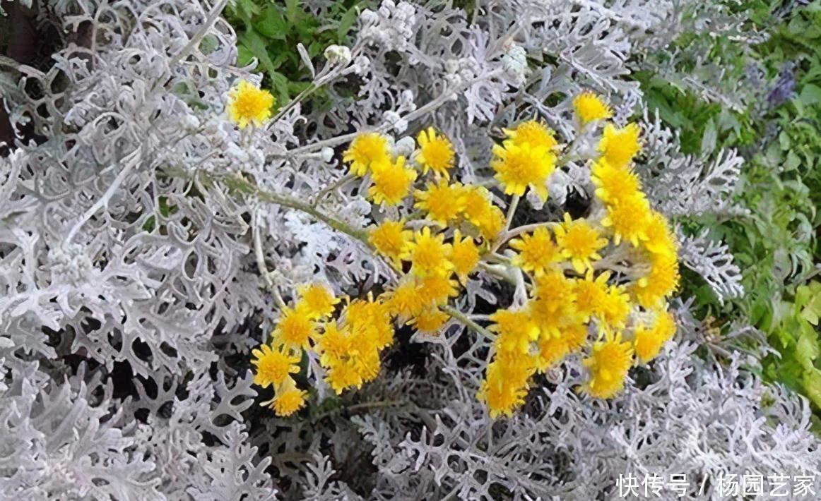  圣诞节|圣诞节快到了，高冷气质的银叶菊养起来，高冷的气质非常有品质