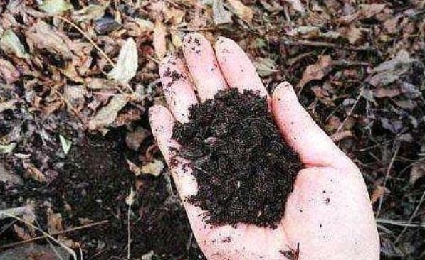 柳树皮、花生壳都不如这“两种土”,简单方便,养啥都易爆盆